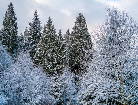 Frost and snow cling to forest branches in winter near Seattle Washington
