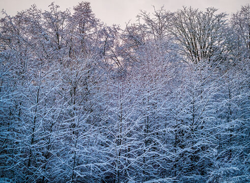 Frost and snow cling to forest branches in winter near Seattle Washington