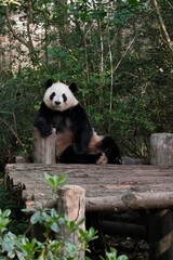 Giant panda lounging at a zoo © Sarah