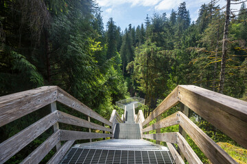 Fototapeta premium Boardwalk in the forest