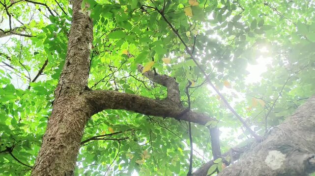 Tall forest trees viewed from below with bright sunlight filtering through leaves, creating a tranquil natural atmosphere.