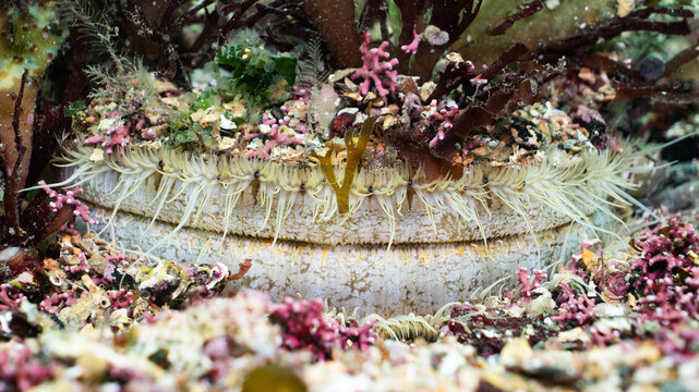 King scallop hidden amongst a maerl bed reef, UK 