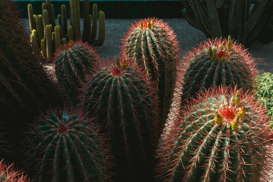 Still life with cactuses in the Yves St Laurent garden 