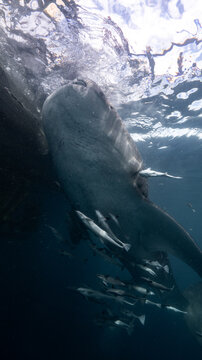 Whale shark feeding at the surface in Western Papua