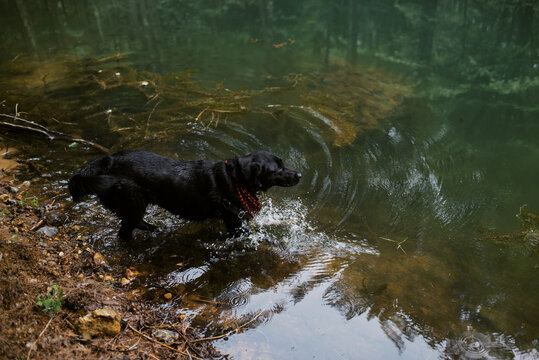 family with dog taking a hiking break by a pond in the woods