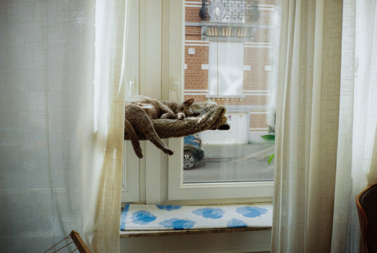 Grey cat sleeps on a perch in European apartment, shot on film 