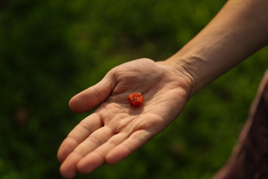 Single raspberry in open hand outdoors