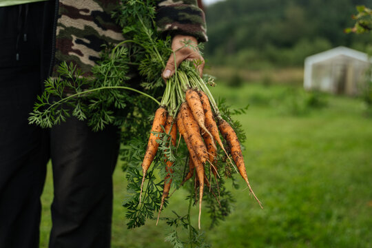 Hand holding freshly harvested carrots