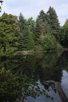 Trees Over Pond in Oregon Forest