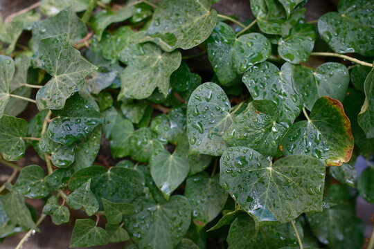 Water on Leaves