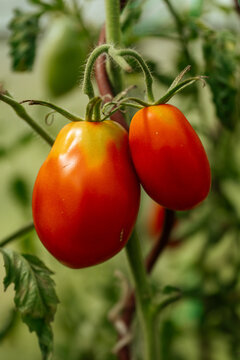 Close-Up of Ripening Roma Tomatoes on the Vine