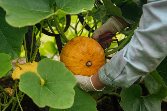 Gardener harvesting pumpkin with pruning shears