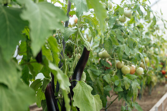  Eggplants and Tomatoes Growing in Greenhouse