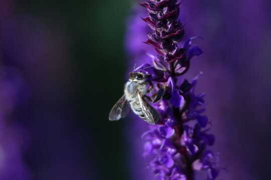 Abeille r&eacute;coltant du nectar sur une fleur de lavande