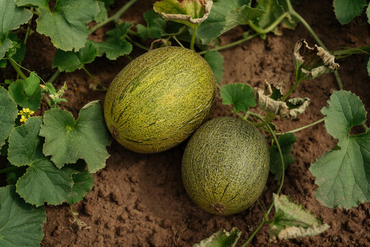 Ripe Santa Claus Melons Growing in Soil