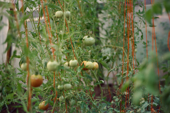 Growing tomatoes plant in a green house.