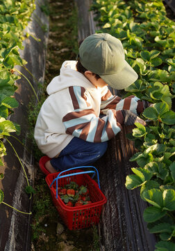 Chinese boy picking strawberries in a strawberry field.