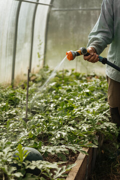Person watering plants inside greenhouse with hose