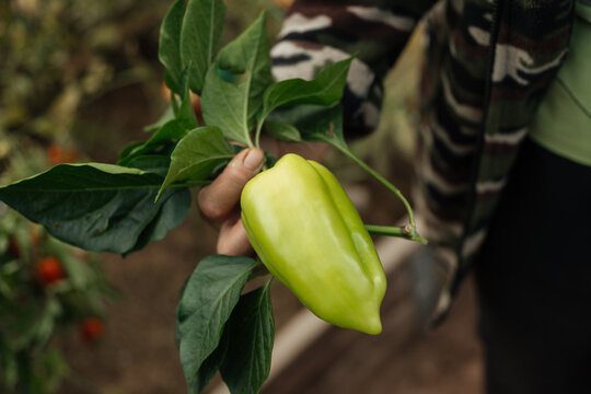 Hand holding green bell pepper on plant