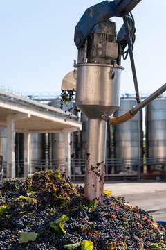 Technical detail of grape sugar content testing at a wine facility