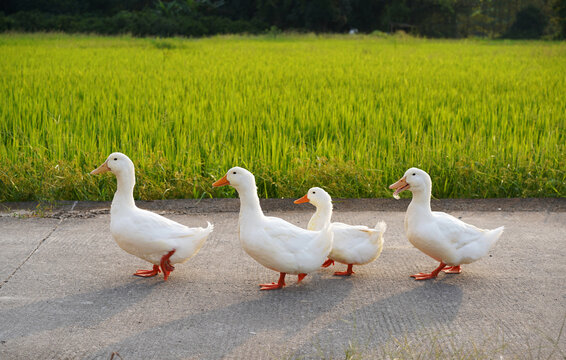 Closeup of cute ducks beside a rice paddy in the countryside