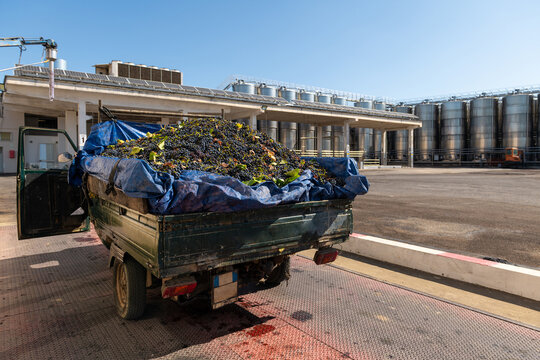 Weighing a truck load of fresh grapes at a winery during harvest