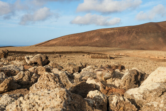 Rocky Desert Terrain With Volcanic Hills