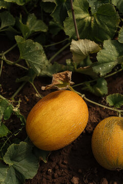 Ripe melon growing on soil with green leaves 