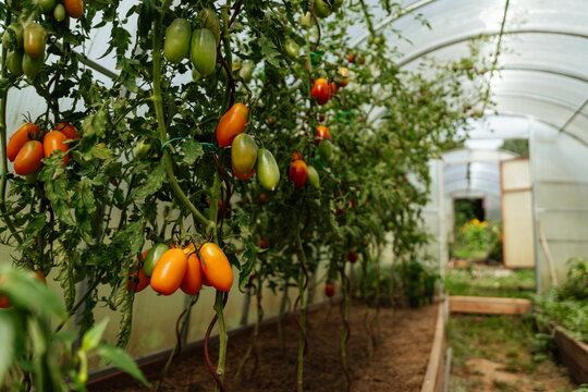 Ripe Roma Tomatoes Growing in a Greenhouse
