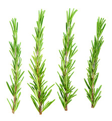 Obraz premium rosemary isolated on a white background, macro shot. aromatic rosemary isolated.