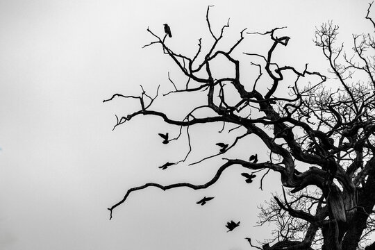 Birds on Bare Tree