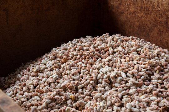 Close-up of cacao beans Showcasing Rich Colors and Textures