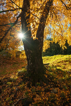 Backlit Autumnal tree sun star 