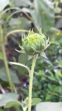 A close-up shot of a green sunflower bud before blooming, showcasing its intricate, pointed sepals wrapped tightly around the center. The bud stands on a fuzzy green stem, set against a softly blurr