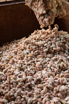 Harvested cacao Beans Piled in a Rustic box