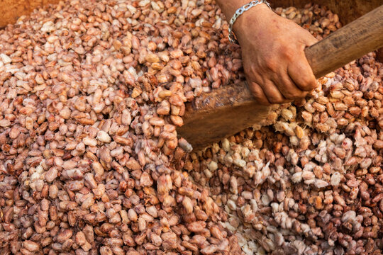 Stirring Fermenting Cacao Beans by Hand in Mexico