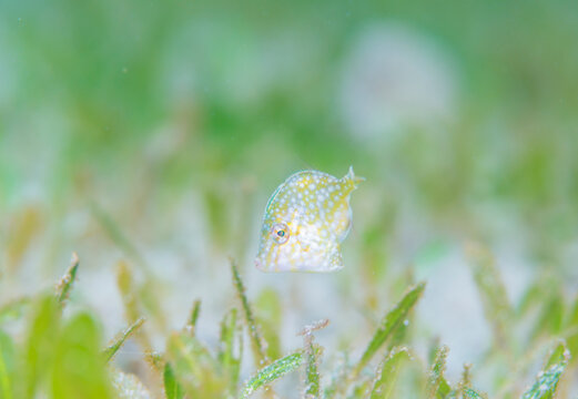 Filefish