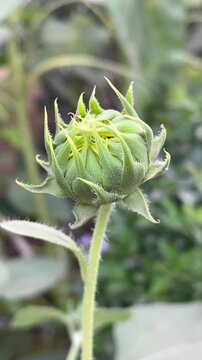 A close-up shot of a green sunflower bud before blooming, showcasing its intricate, pointed sepals wrapped tightly around the center. The bud stands on a fuzzy green stem, set against a softly blurr 