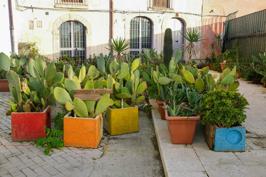 Colorful Flower Pots in Urban Courtyard
