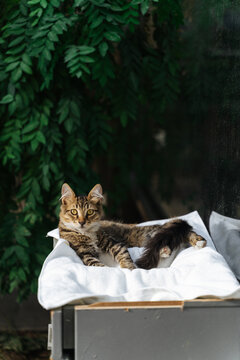 Relaxed tabby cat lying on white towel