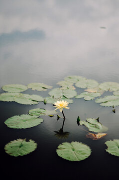 Closeup of blooming lotus flowers in a pond with green leaf background