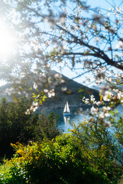 Sailboat on lake framed by spring blossoms