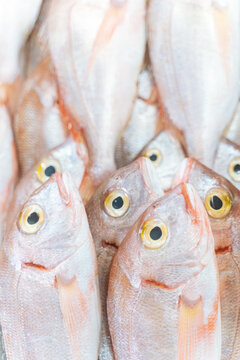 Fresh red fish stacked at market