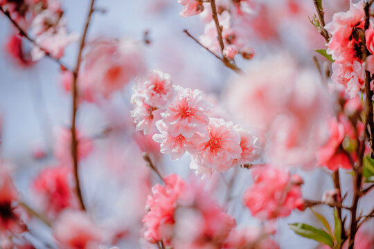 Close-up of Peach Blossoms Blooming in the Countryside in Spring