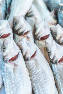 Raw sea bass fish close-up