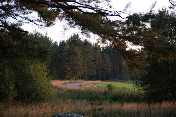 Obraz premium Winding Country Road Through Pine Forest at Sunset