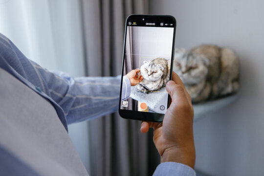 Cropped black woman taking photo of her Scottish Fold cat at home