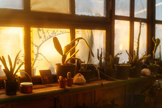 Cacti in pots on windowsill at sunset