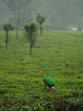 Unrecognisable person walks through green tea plantation with a bundle