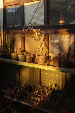 Potted cacti and plants on wooden shelf